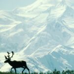 Trump Auction Opens Arctic Refuge Drilling Rights for First Time Ever