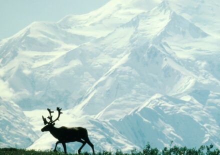 Trump Auction Opens Arctic Refuge Drilling Rights for First Time Ever
