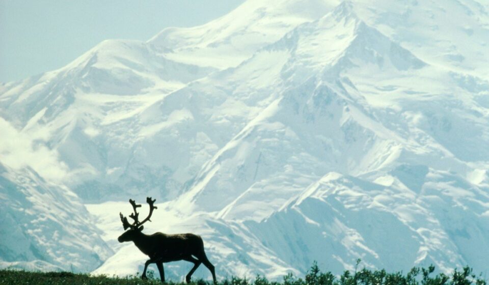 Trump Auction Opens Arctic Refuge Drilling Rights for First Time Ever