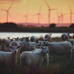 Britain Bets Big on Renewables with Record Solar and Onshore Wind Awards