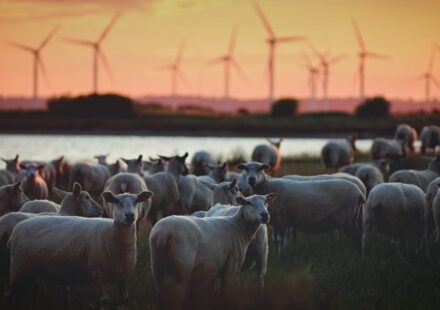 Britain Bets Big on Renewables with Record Solar and Onshore Wind Awards