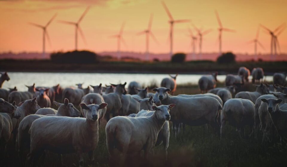 Britain Bets Big on Renewables with Record Solar and Onshore Wind Awards