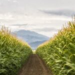 Full Propane Tanks, Wet Corn, and the Price Wildcard Ahead
