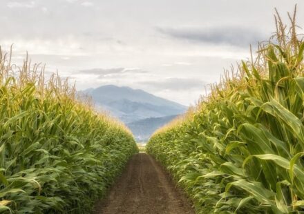 Full Propane Tanks, Wet Corn, and the Price Wildcard Ahead