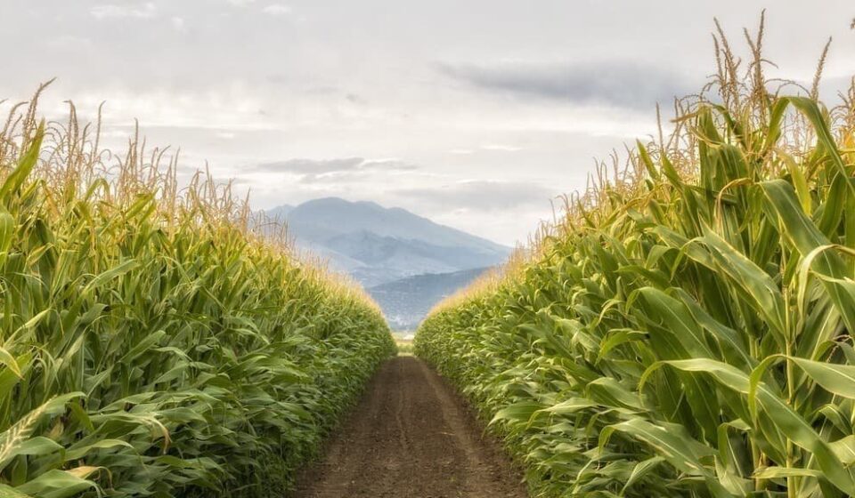 Full Propane Tanks, Wet Corn, and the Price Wildcard Ahead