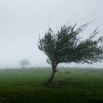 Autumn Winds Crucial for European Clean Energy Targets