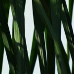 UK Regulator Investigates Drax Over Biomass Claims