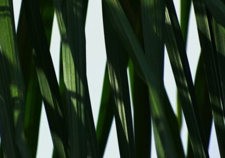 UK Regulator Investigates Drax Over Biomass Claims
