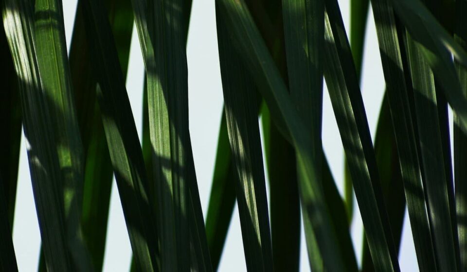 UK Regulator Investigates Drax Over Biomass Claims