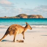 UN Calls on Australia to Get Serious About Net Zero